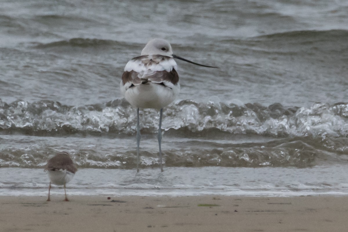 American Avocet - ML611446424