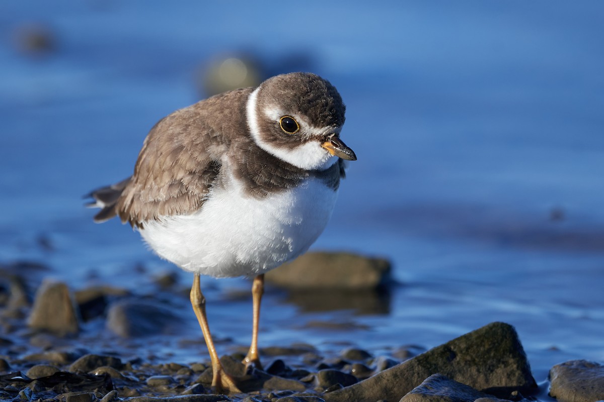 Semipalmated Plover - ML611446470