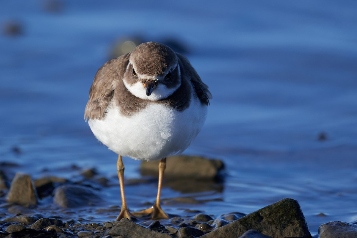 Semipalmated Plover - ML611446471