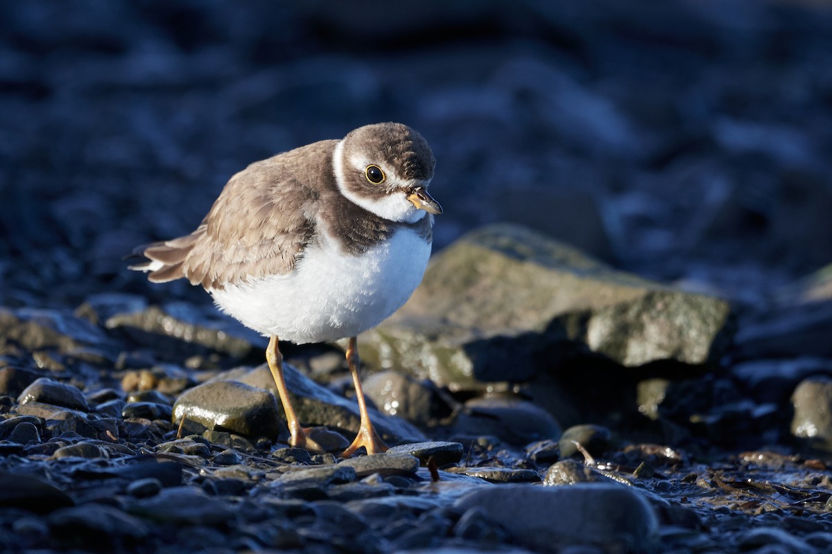 Semipalmated Plover - ML611446472