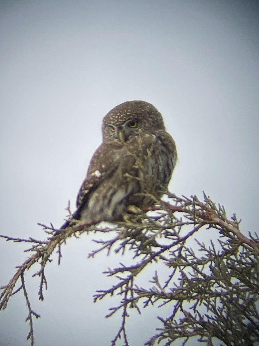 Northern Pygmy-Owl - ML611446540