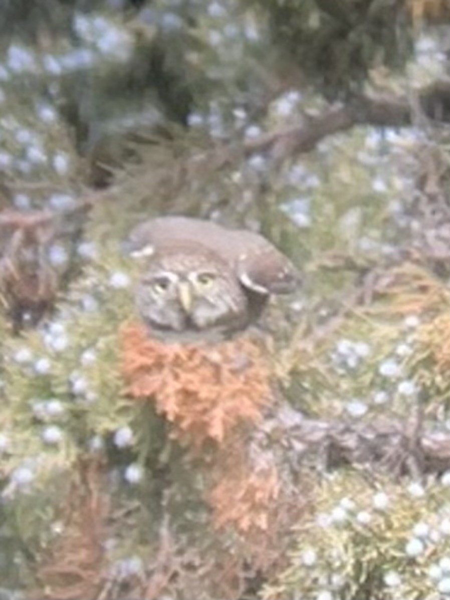 Northern Pygmy-Owl - ML611446541