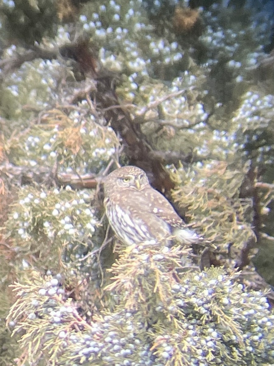 Northern Pygmy-Owl - ML611446544