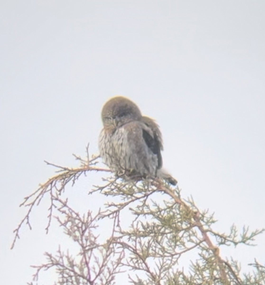 Northern Pygmy-Owl - ML611446545