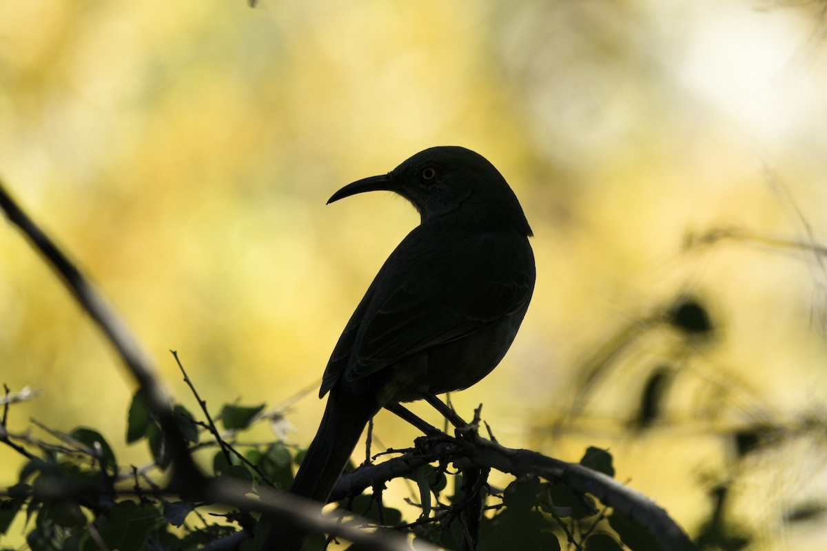 Curve-billed Thrasher - ML611446602