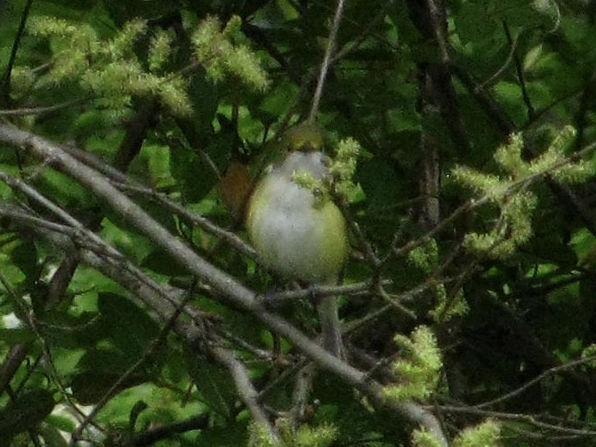 White-eyed Vireo - ML611446866