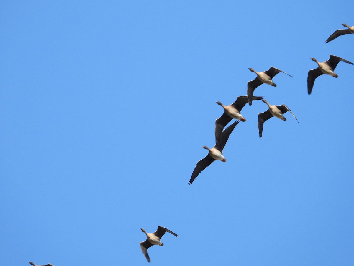 Tundra Bean-Goose - ML611446877