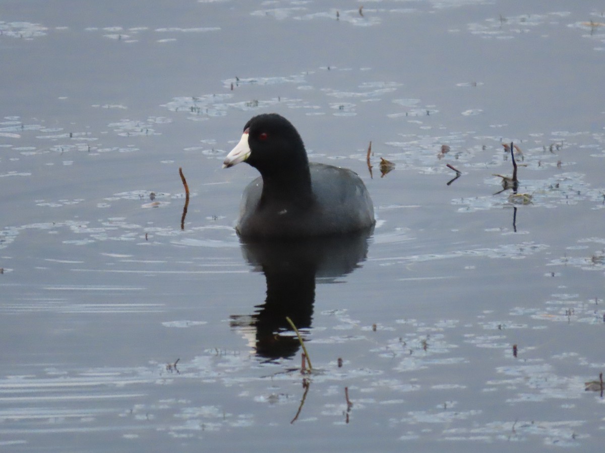 American Coot - ML611446983