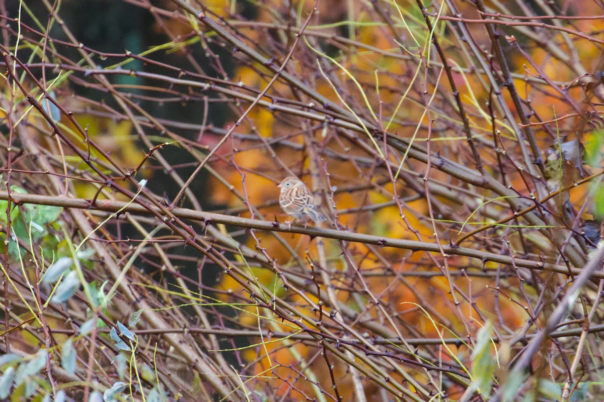 Field Sparrow - ML611447020