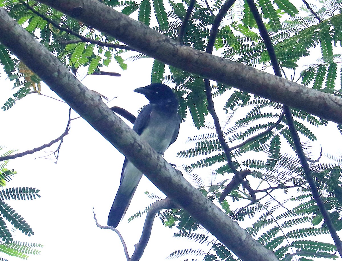 Moluccan Cuckooshrike - ML611447158