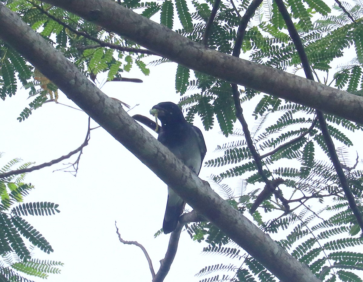 Moluccan Cuckooshrike - ML611447185