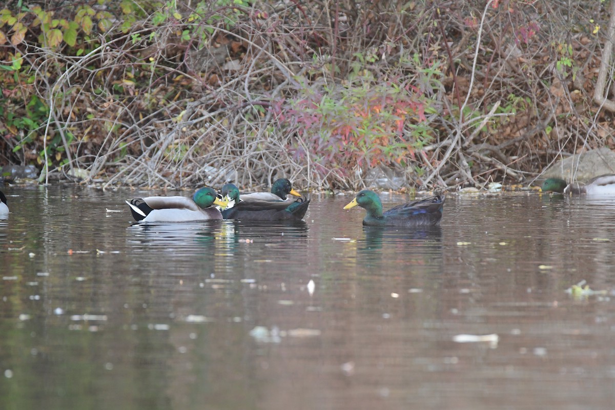 Mallard (Domestic type) - ML611447186