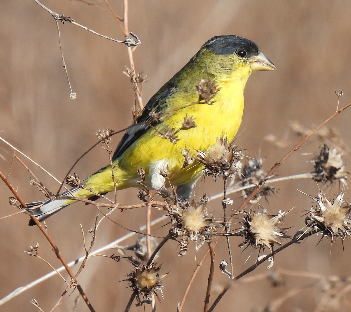 Lesser Goldfinch - ML611447233