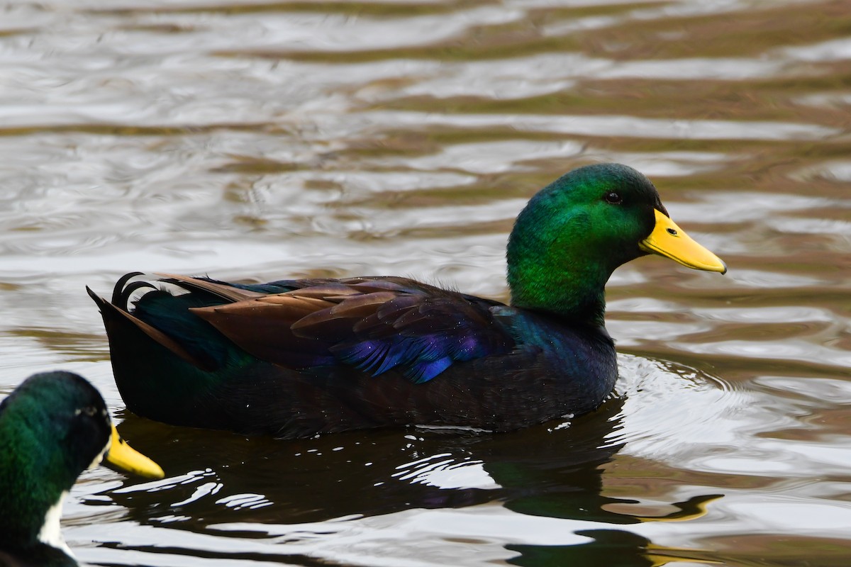 Mallard (Domestic type) - ML611447314