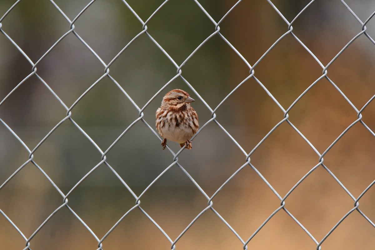 Song Sparrow - ML611447330