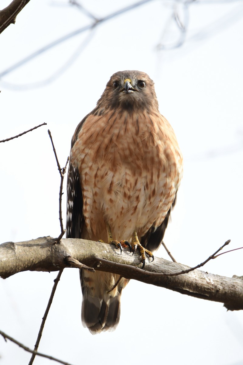 Red-shouldered Hawk - ML611447356