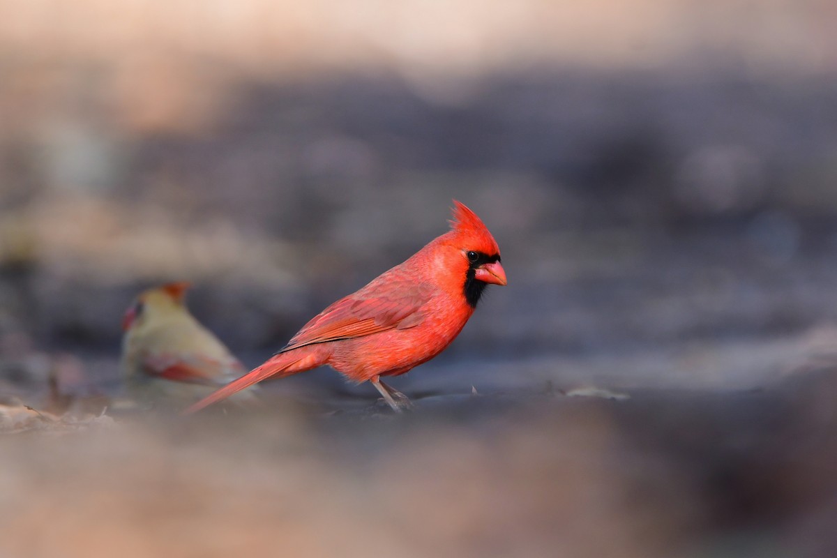 Kırmızı Kardinal - ML611447396