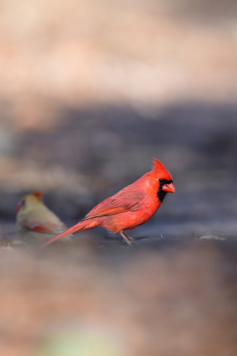 Kırmızı Kardinal - ML611447397