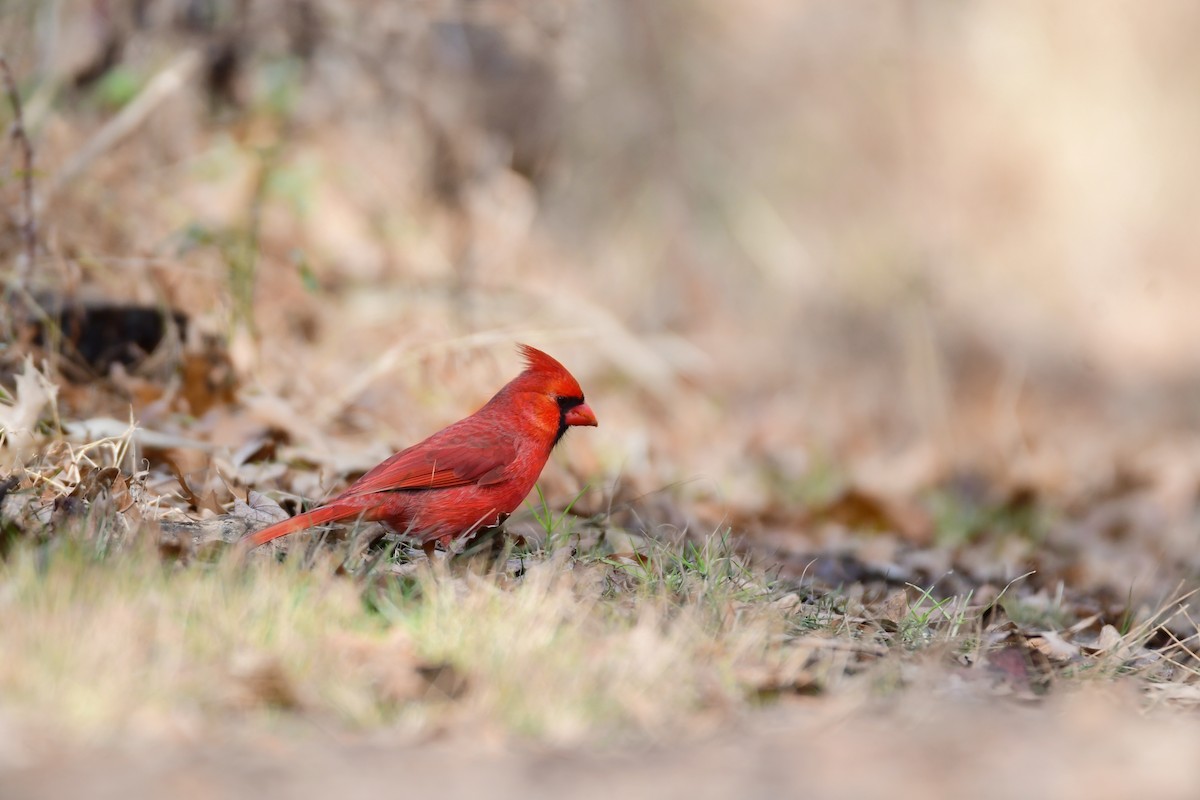 Kırmızı Kardinal - ML611447399