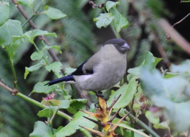 Azores Bullfinch - Hélio Batista