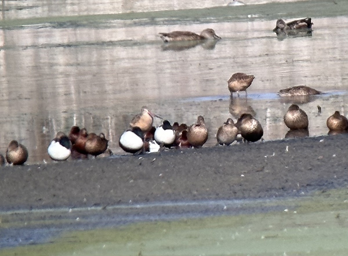 Marbled Godwit - ML611447504