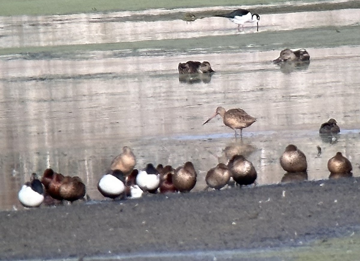 Marbled Godwit - ML611447507