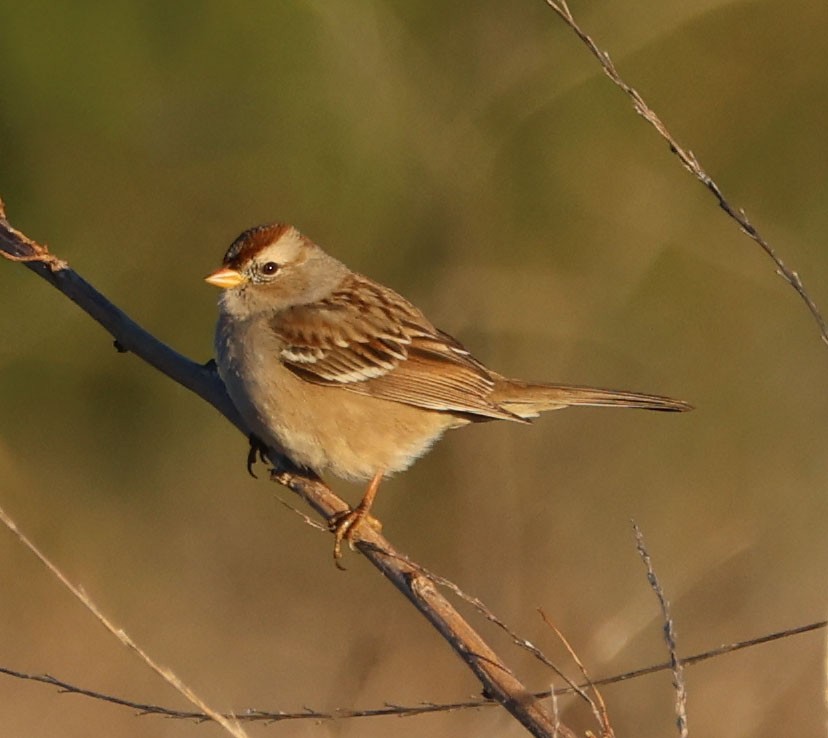 White-crowned Sparrow - Diane Etchison