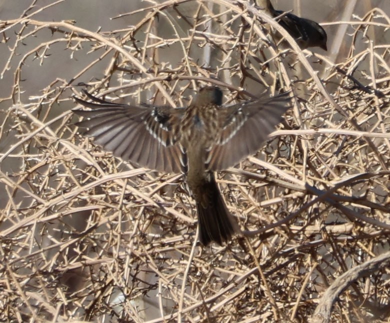 White-crowned Sparrow - Diane Etchison