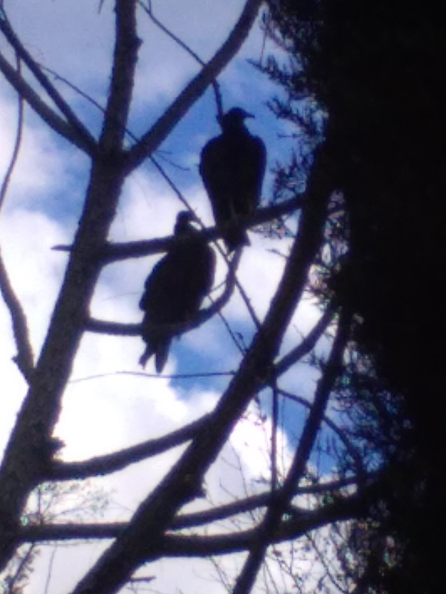 Black Vulture - ML611447588