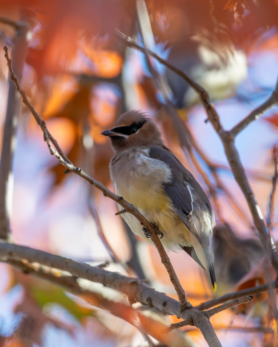 Cedar Waxwing - ML611447609