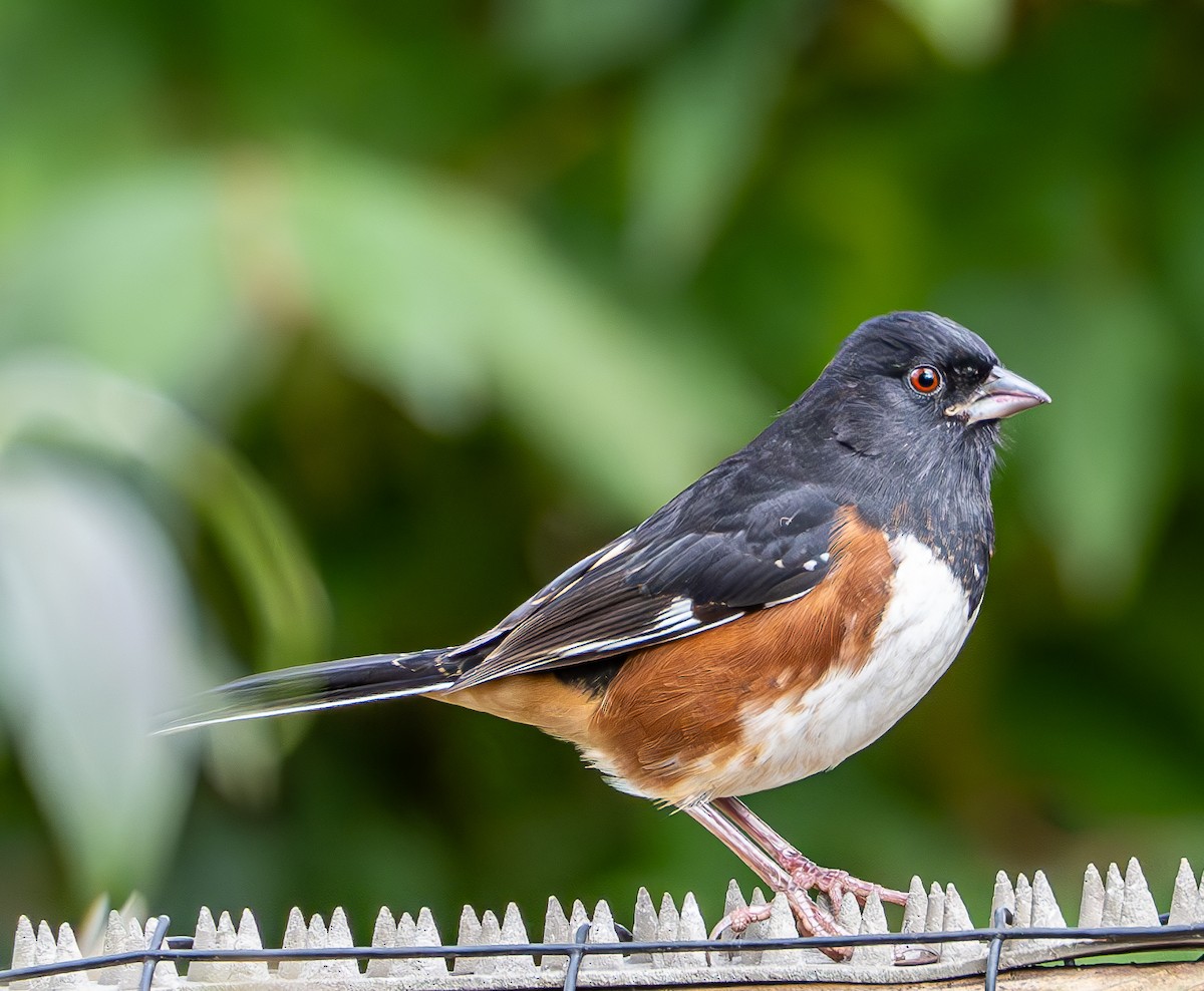 Eastern Towhee - ML611447614