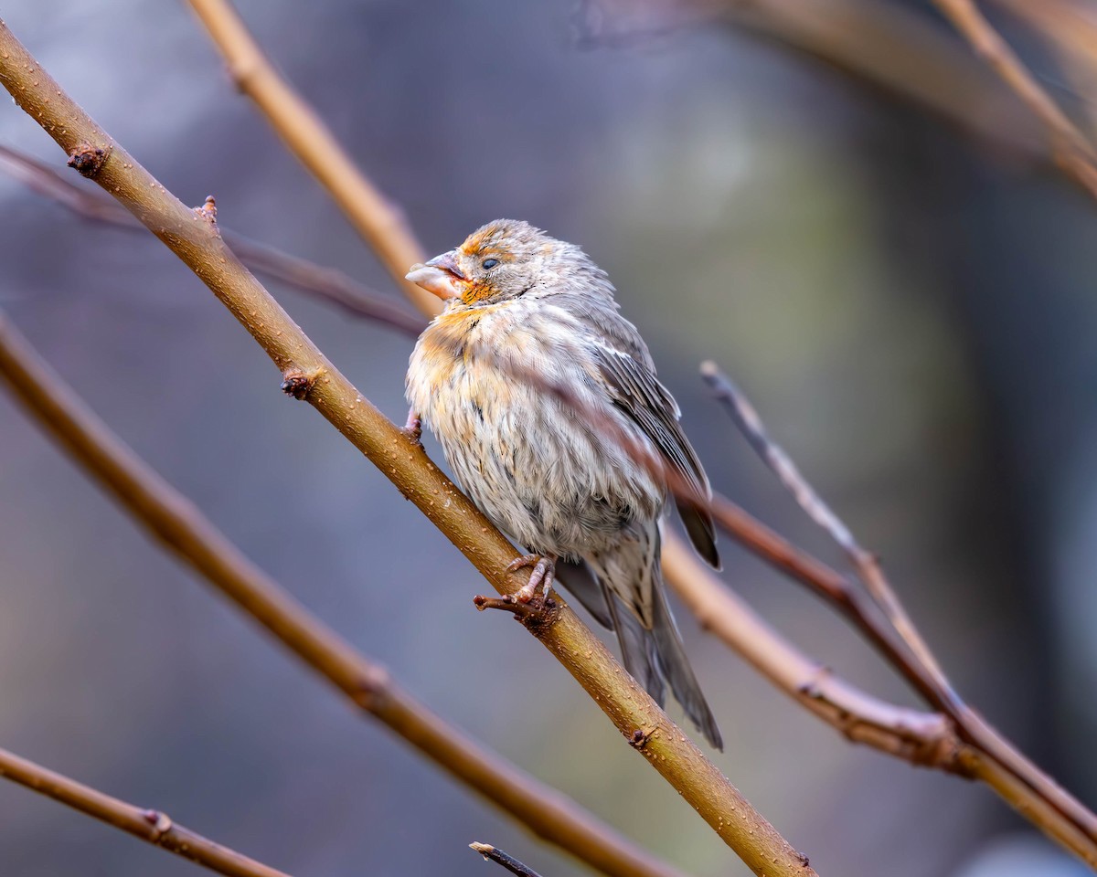 House Finch - ML611447621