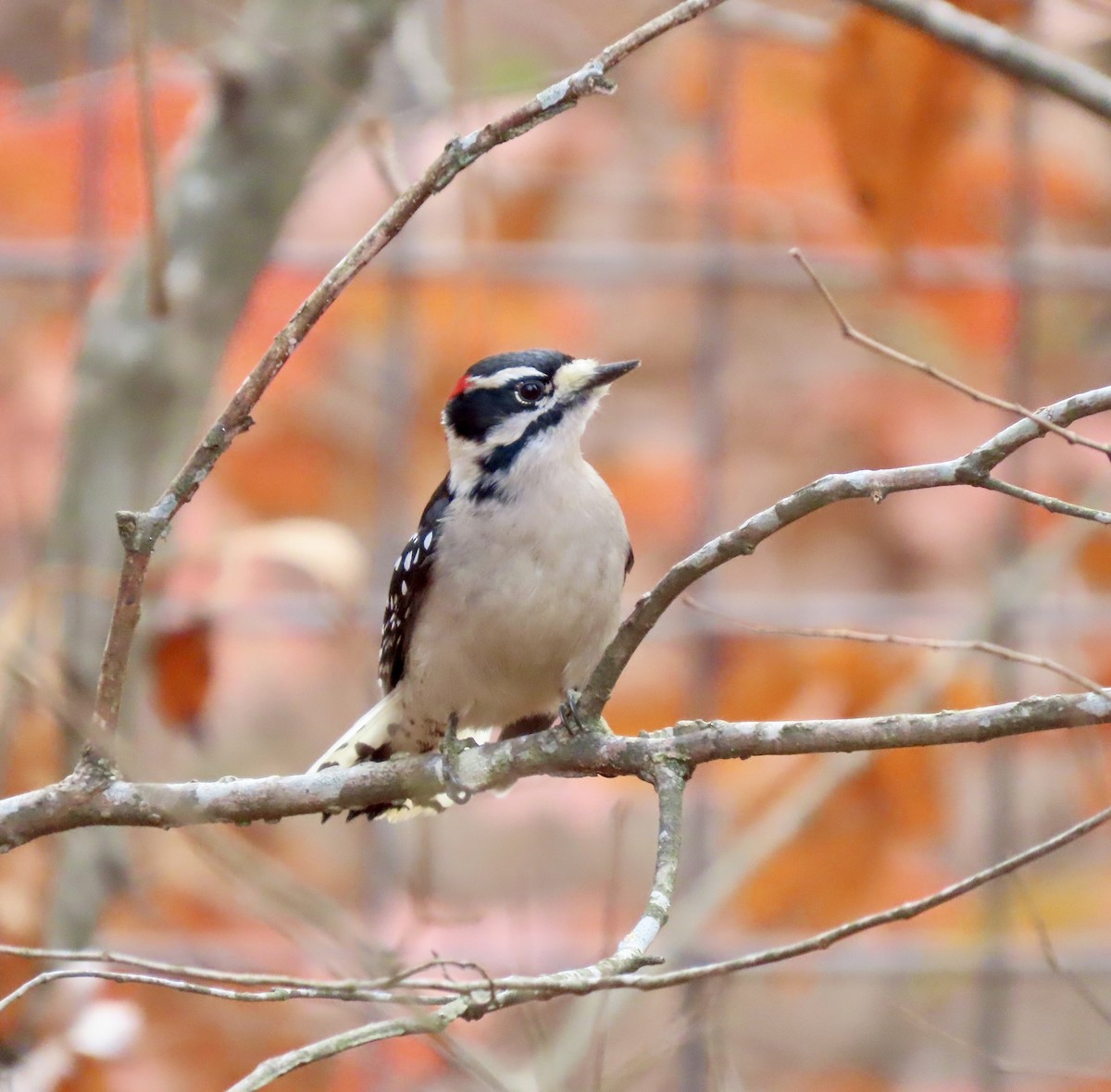 Downy Woodpecker - ML611447635