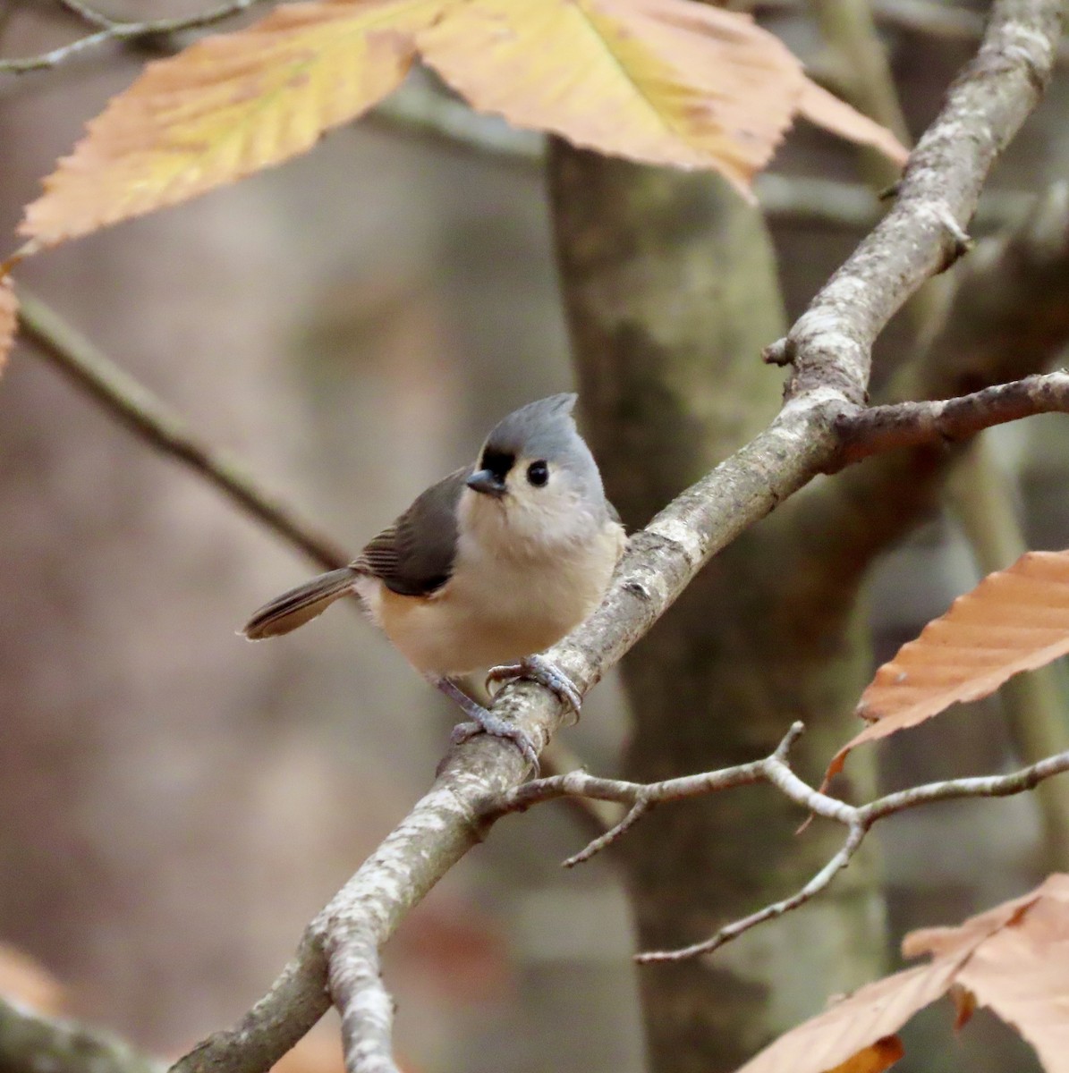 Tufted Titmouse - ML611447642