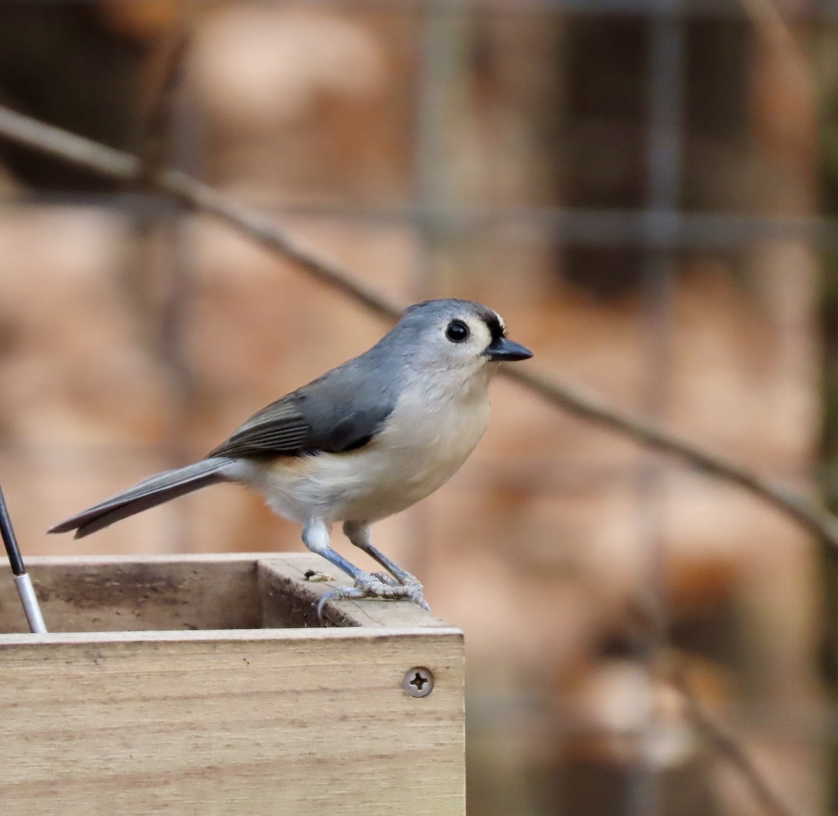 Tufted Titmouse - ML611447643