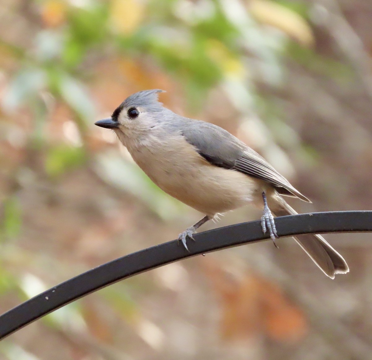 Tufted Titmouse - ML611447644
