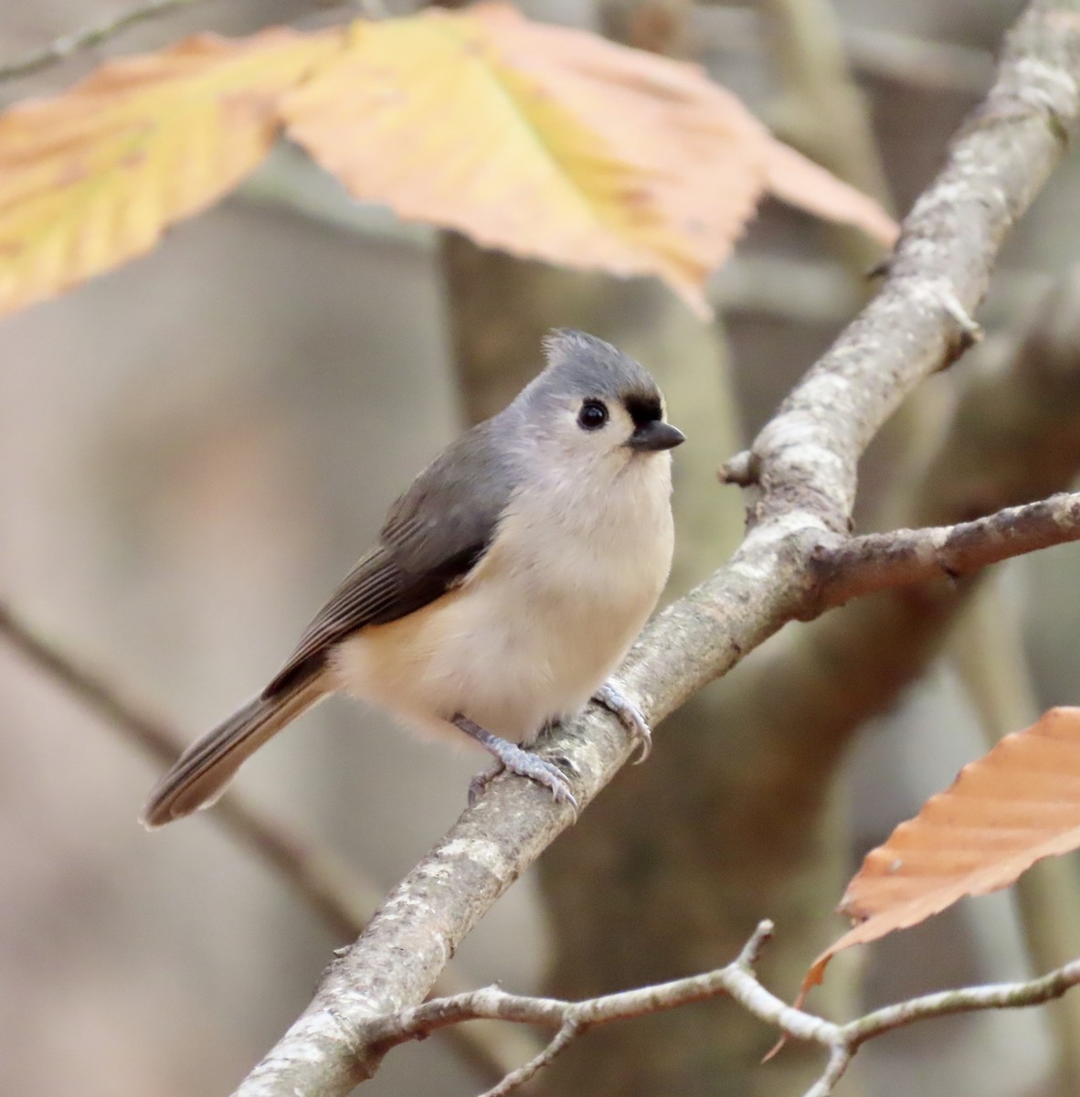 Tufted Titmouse - ML611447645