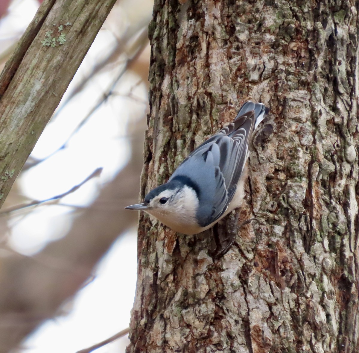 White-breasted Nuthatch - ML611447660
