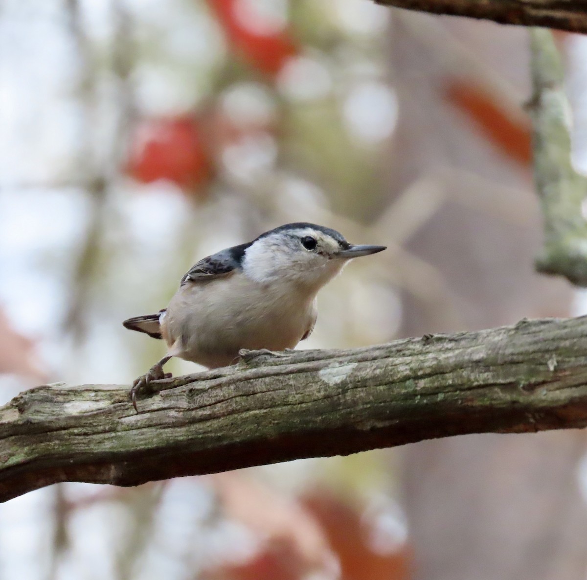 White-breasted Nuthatch - ML611447661