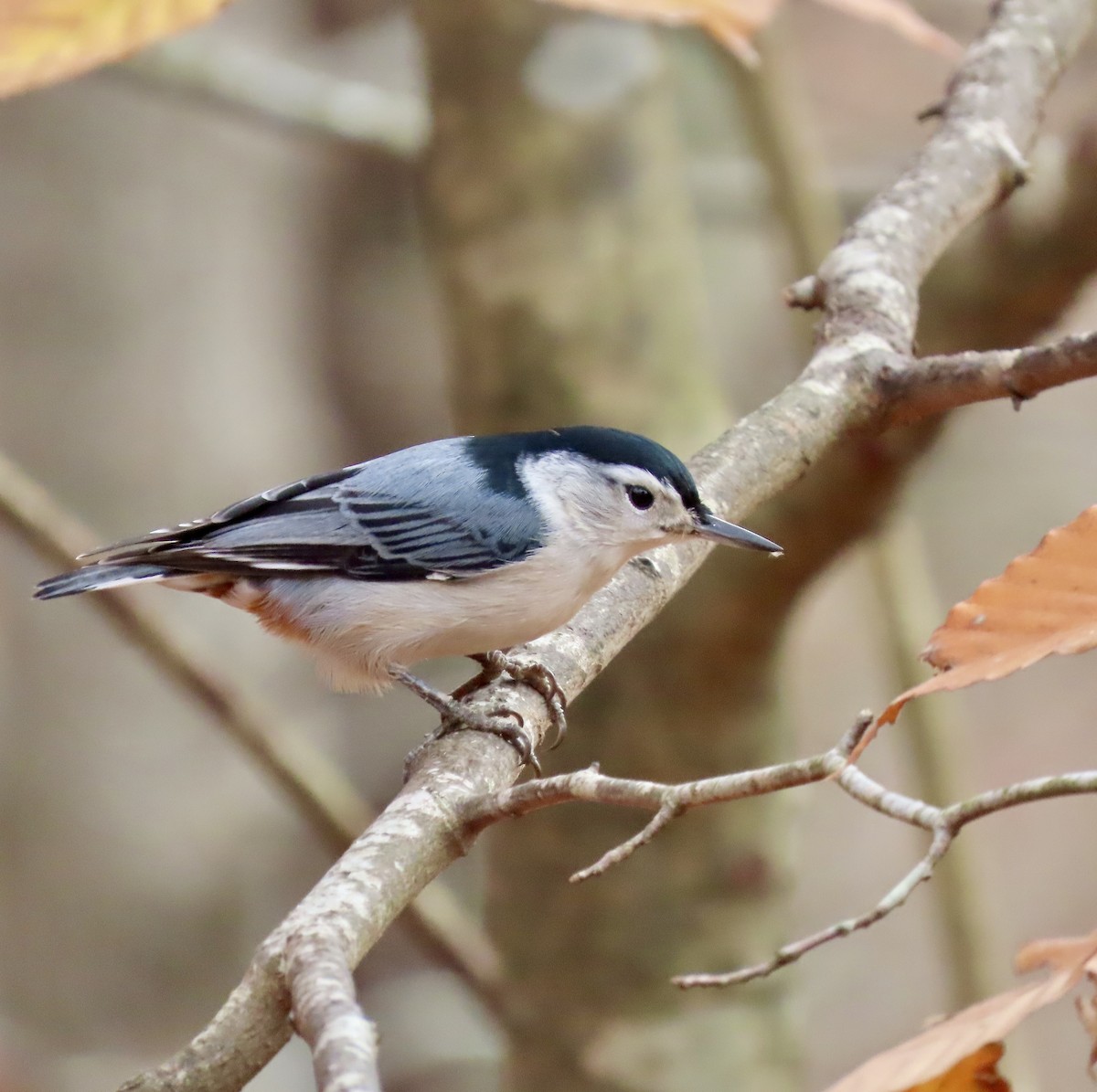 White-breasted Nuthatch - ML611447664