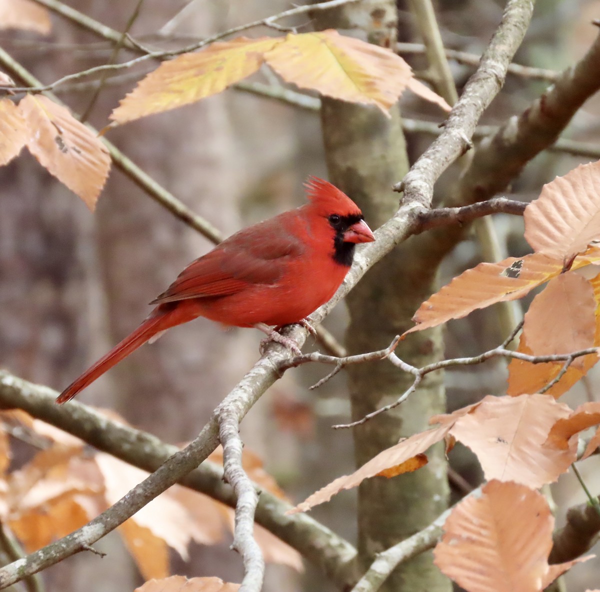 Northern Cardinal - ML611447668