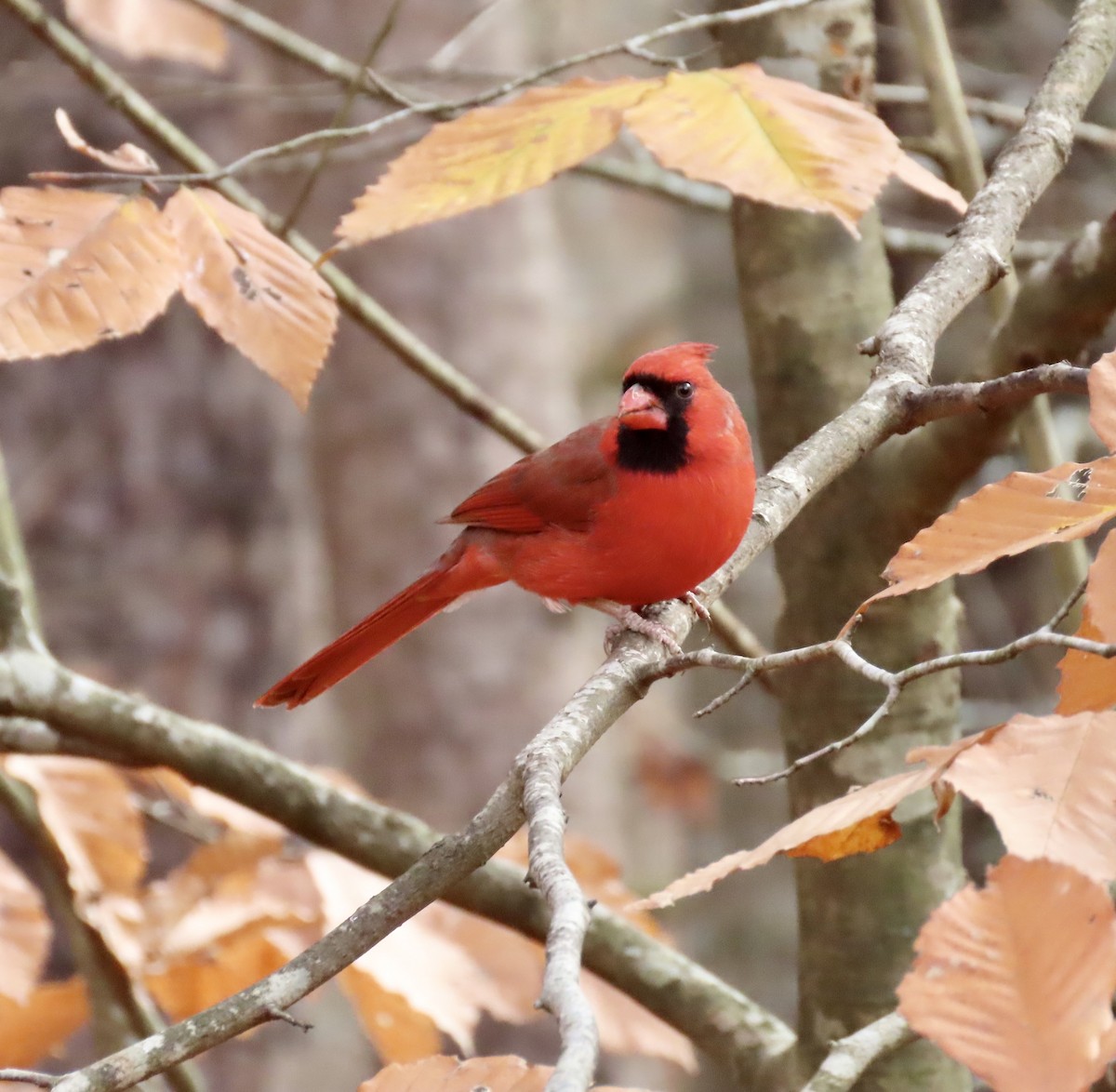 Northern Cardinal - ML611447669