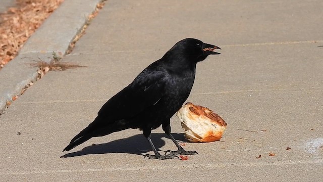 American Crow - ML611447811