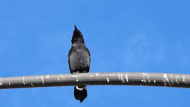 American Crow - ML611447818