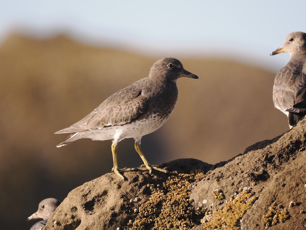 Surfbird - ML611447859