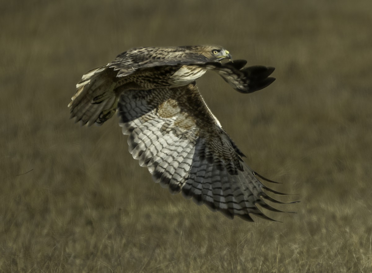 Red-tailed Hawk - ML611447878