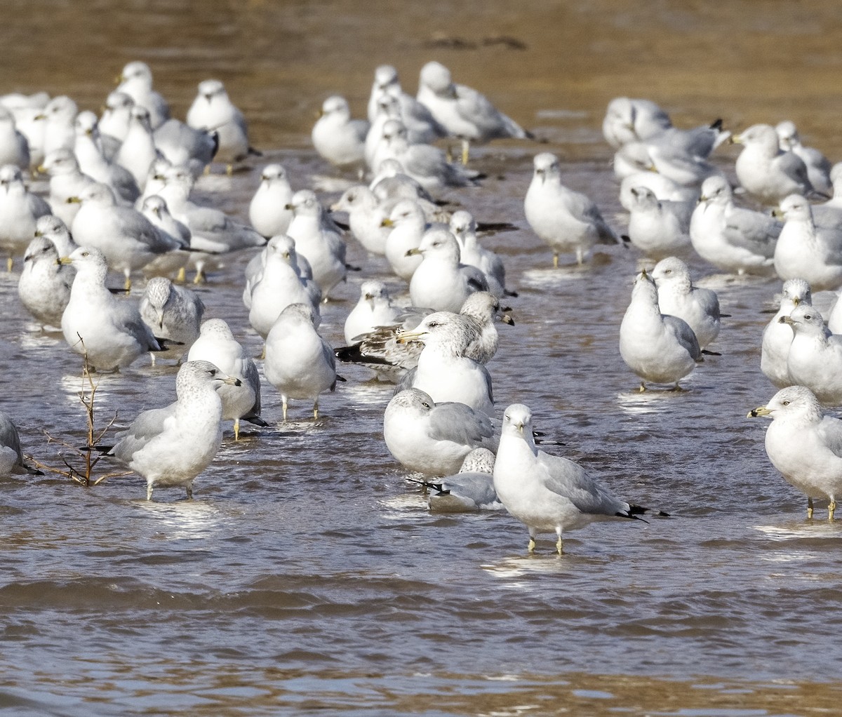 Gaviota Californiana - ML611447912