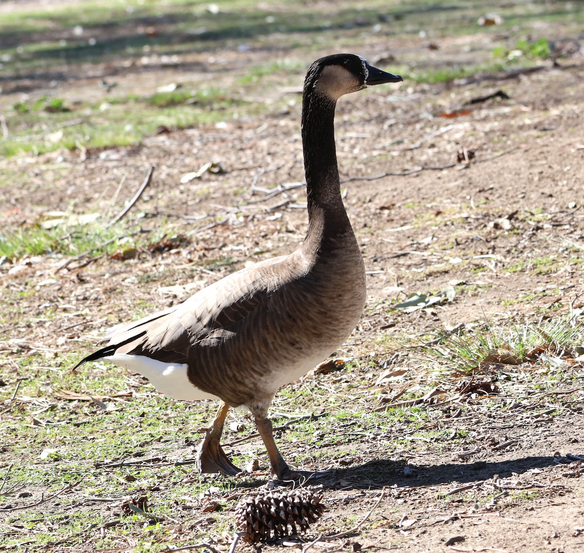 Domestic goose sp. (Domestic type) - ML611447929