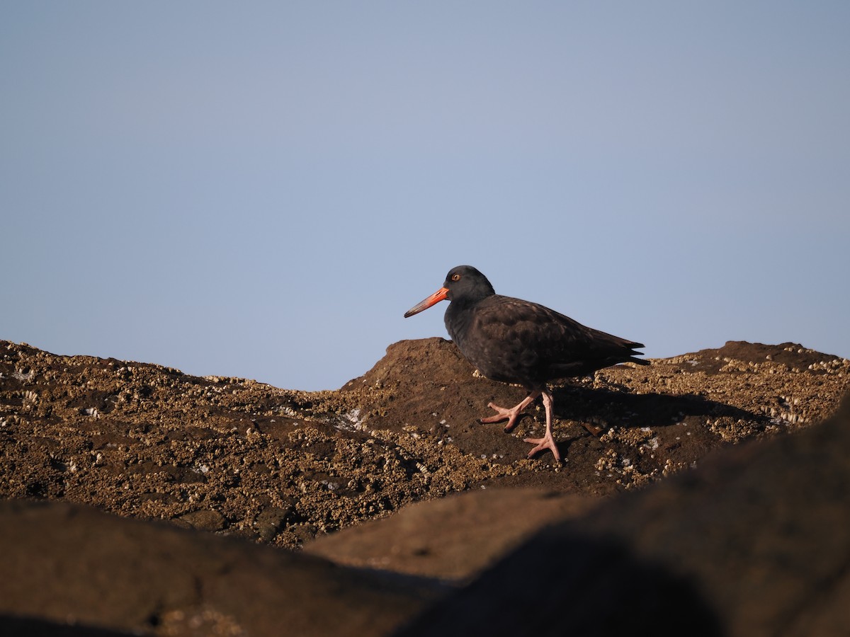 Black Oystercatcher - ML611447995