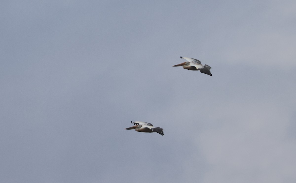 Spot-billed Pelican - ML611448013